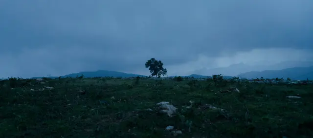 One Tree at Dusk