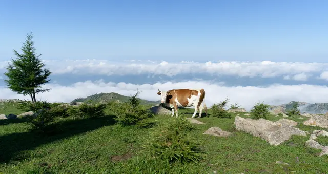Pasture in the Sky