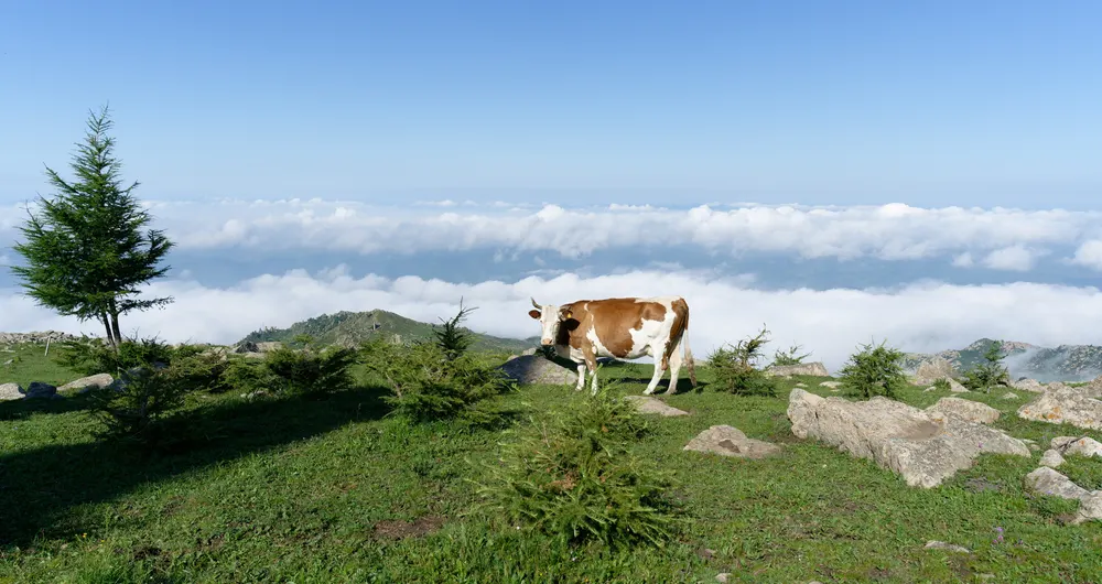 Pasture in the Sky