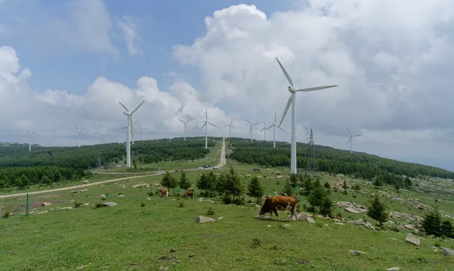 A Field of Wind