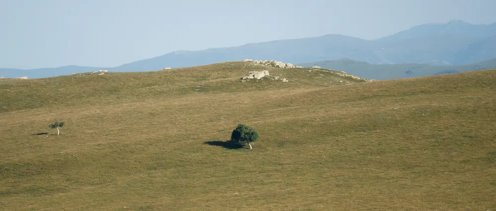 One Tree, Open Country