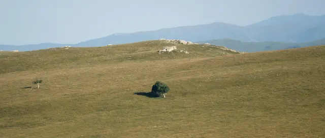 One Tree, Open Country