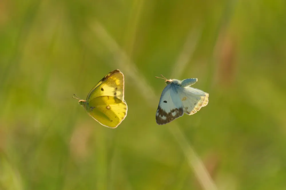 In Passing